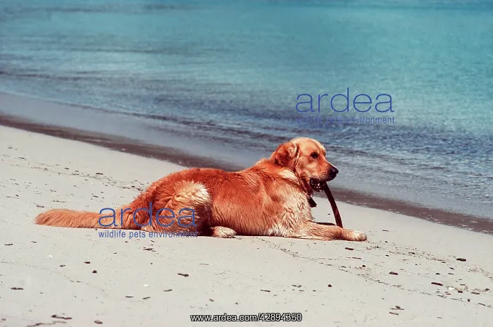: DOG - Golden Retriever lying on beach with stick : DOG - Golden Retriever lying on beach with stick