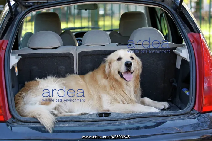  : Dog - Golden Retriever lying in boot of car