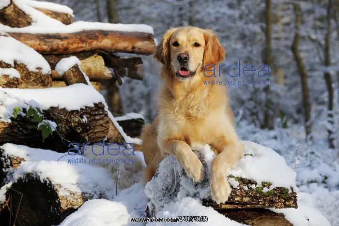 : DOG. Golden retriever lying on snow covered logs : DOG. Golden retriever lying on snow covered logs