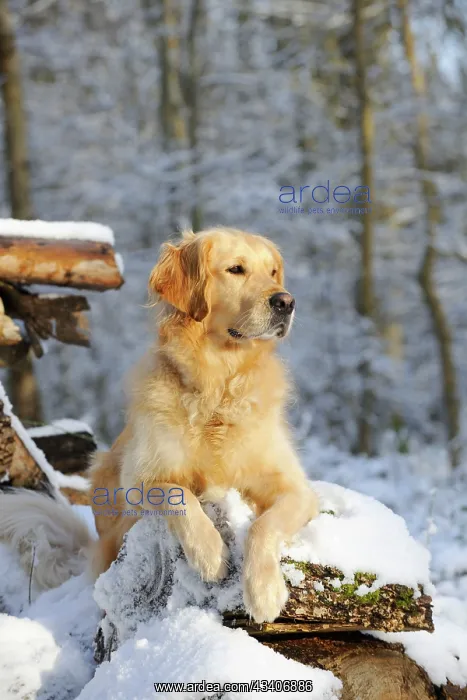 : DOG. Golden retriever lying on snow covered logs : DOG. Golden retriever lying on snow covered logs