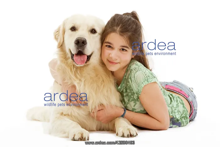 : Dog - Golden retriever lying in studio being cuddled by girl : Dog - Golden retriever lying in studio being cuddled by girl