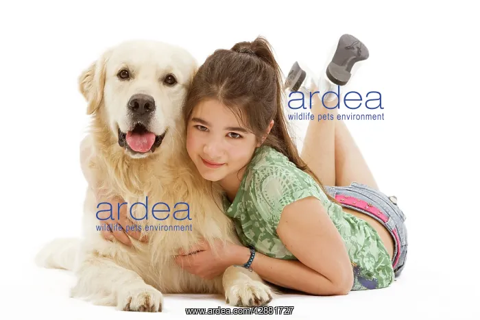  : Dog - Golden retriever lying in studio being cuddled by girl
