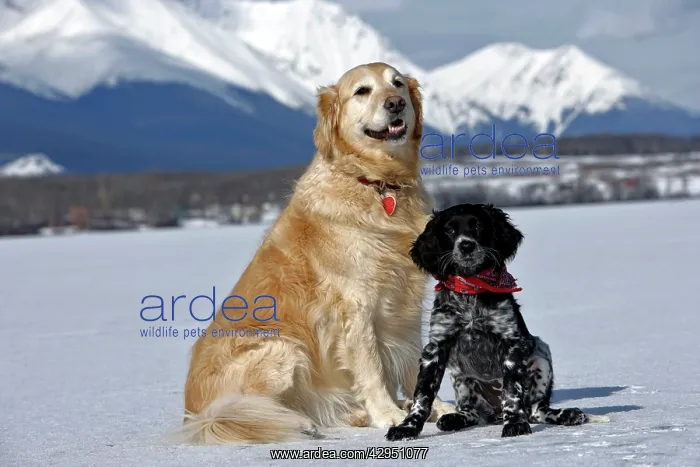 : Dog - Golden Retriever and Munsterlander puppy : Dog - Golden Retriever and Munsterlander puppy