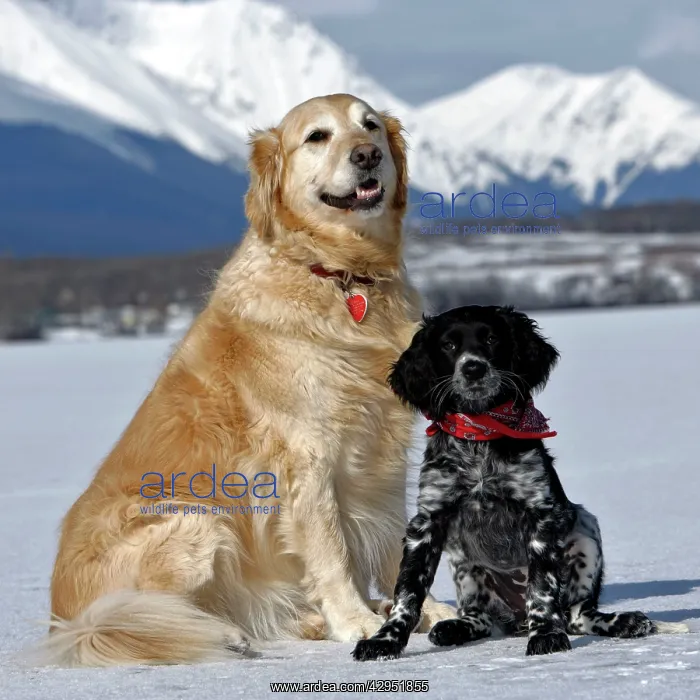 : Dog - Golden Retriever and Munsterlander puppy : Dog - Golden Retriever and Munsterlander puppy