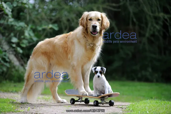 : DOG. Golden retriever and parson jack russell terrier : DOG. Golden retriever and parson jack russell terrier