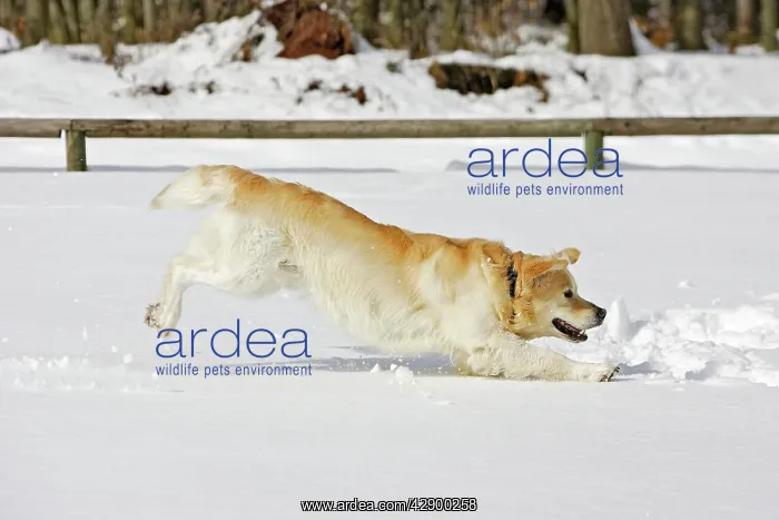 : Dog - Golden Retriever - playing in deep snow : Dog - Golden Retriever - playing in deep snow