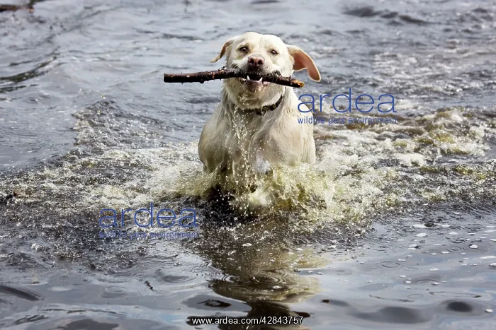  : Dog - Golden Retriever - playing in pond with stick