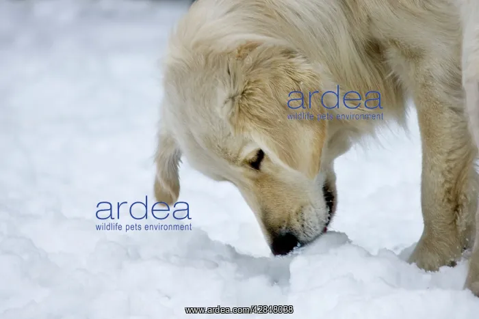  : Dog - Golden Retriever - playing in snow