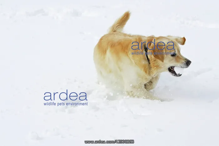 : Dog - Golden Retriever - playing with snowball in deep snow : Dog - Golden Retriever - playing with snowball in deep snow