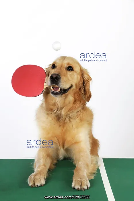  : DOG. Golden retriever playing table tennis
