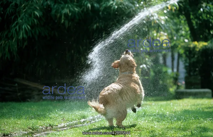 : Dog - Golden Retriever - playing with water from garden hose : Dog - Golden Retriever - playing with water from garden hose