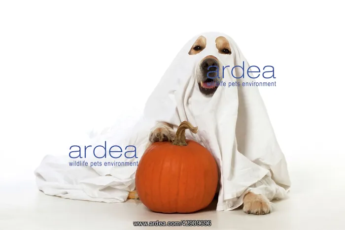 : DOG - Golden Retriever with pumpkin - wearing sheet - laying : DOG - Golden Retriever with pumpkin - wearing sheet - laying