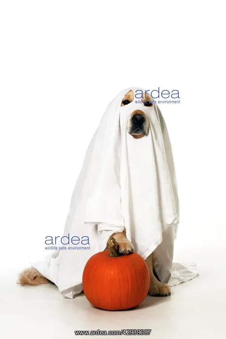 : DOG - Golden Retriever with pumpkin - wearing sheet - sittin : DOG - Golden Retriever with pumpkin - wearing sheet - sittin