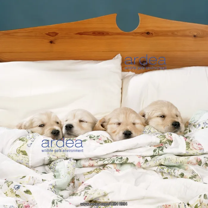 : DOG - Golden Retriever Puppies, 4 in a bed : DOG - Golden Retriever Puppies, 4 in a bed