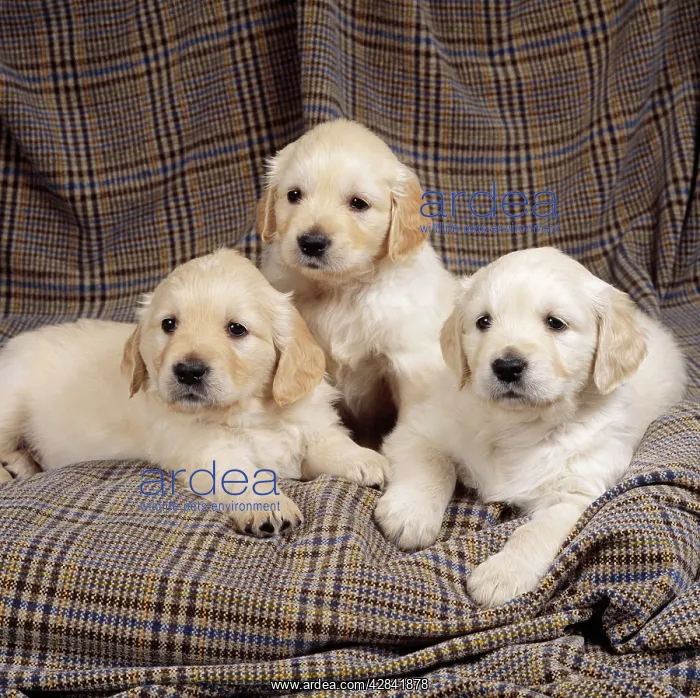 : DOG - three Golden Retriever puppies : DOG - three Golden Retriever puppies