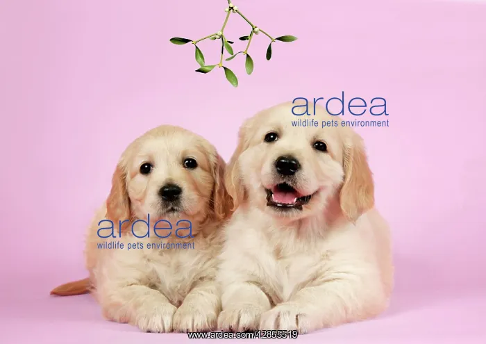 : Dog. Golden Retriever puppies (6 weeks) lying down : Dog. Golden Retriever puppies (6 weeks) lying down
