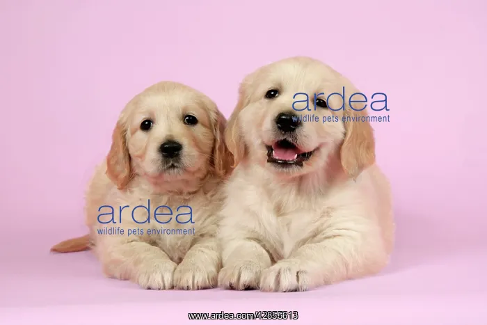 : Dog. Golden Retriever puppies (6 weeks) lying down together : Dog. Golden Retriever puppies (6 weeks) lying down together