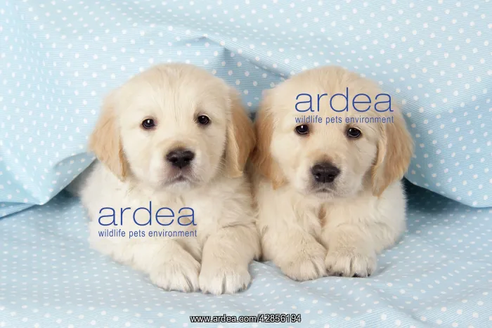 : Dog. Golden Retriever puppies (6 weeks) lying down : Dog. Golden Retriever puppies (6 weeks) lying down