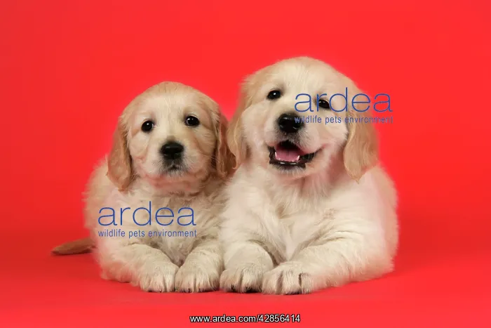 : Dog - Golden Retriever puppies (6 weeks) lying down together : Dog - Golden Retriever puppies (6 weeks) lying down together