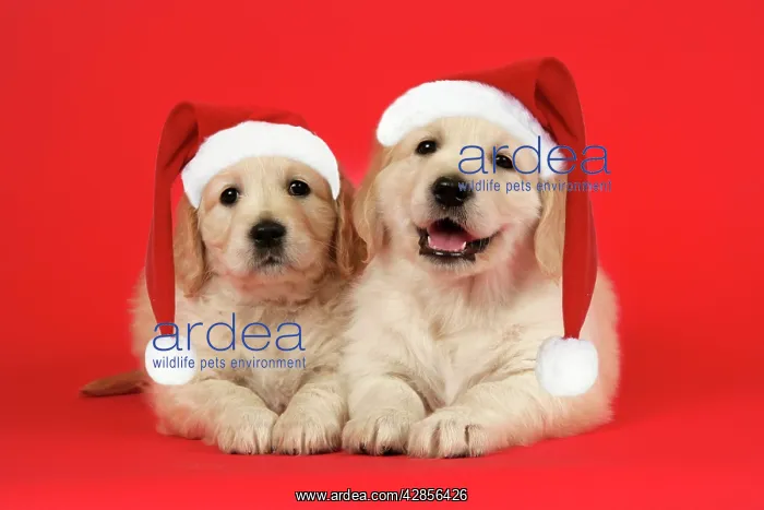 : Dog. Golden Retriever puppies (6 weeks) lying down : Dog. Golden Retriever puppies (6 weeks) lying down