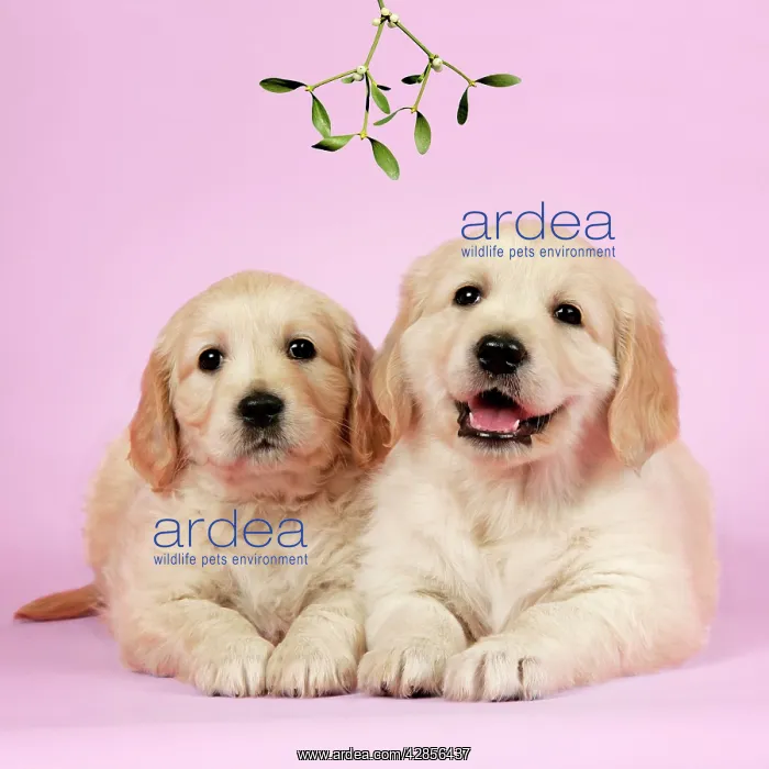: Dog. Golden Retriever puppies (6 weeks) lying down : Dog. Golden Retriever puppies (6 weeks) lying down
