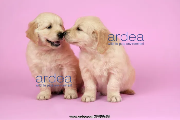 : Dog. Golden Retriever puppies (6 weeks old) sitting : Dog. Golden Retriever puppies (6 weeks old) sitting