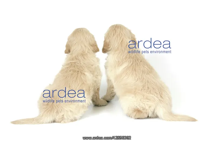 : Dog. Golden Retriever puppies (6 weeks) rear view : Dog. Golden Retriever puppies (6 weeks) rear view