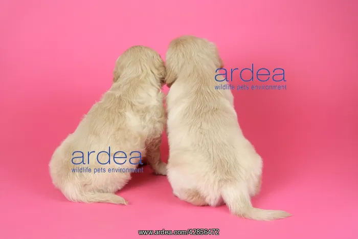 : Dog. Golden Retriever puppies (6 weeks) rear view : Dog. Golden Retriever puppies (6 weeks) rear view