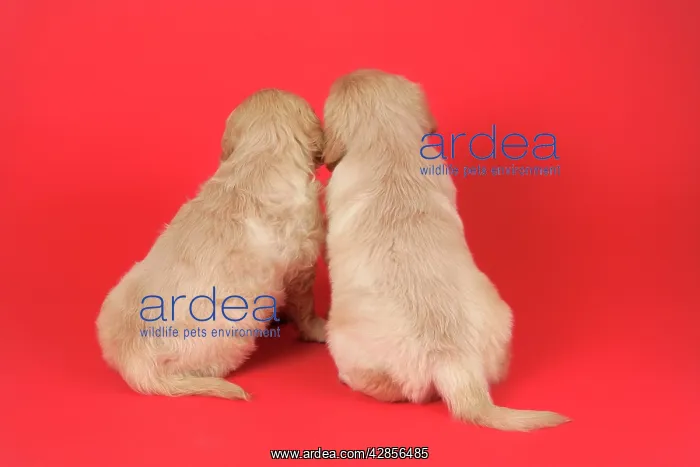 : Dog. Golden Retriever puppies (6 weeks) rear view : Dog. Golden Retriever puppies (6 weeks) rear view