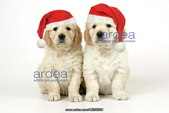 : Dog. Golden Retriever puppies (6 weeks) sitting : Dog. Golden Retriever puppies (6 weeks) sitting