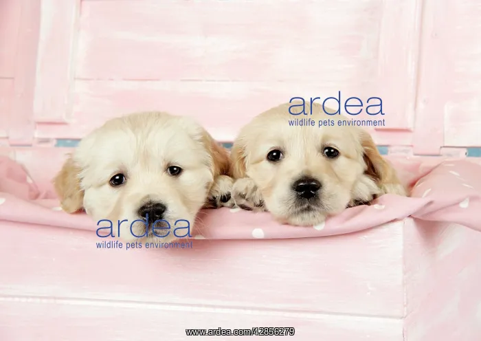  : Dog. Golden Retriever puppies (6 weeks) sitting in pink box