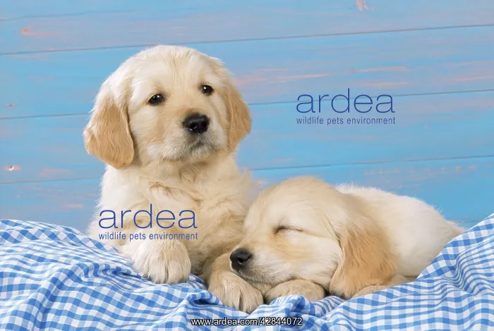 : DOG - Golden retriever puppies on blue gingham : DOG - Golden retriever puppies on blue gingham