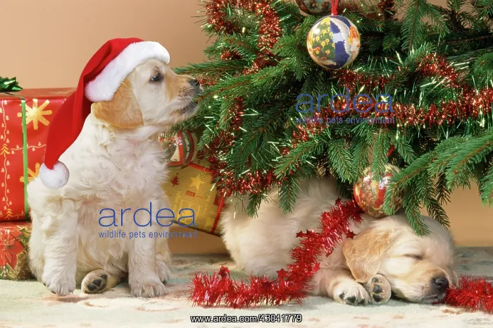 : Dog - Golden Retriever puppies under Chirstmas : Dog - Golden Retriever puppies under Chirstmas