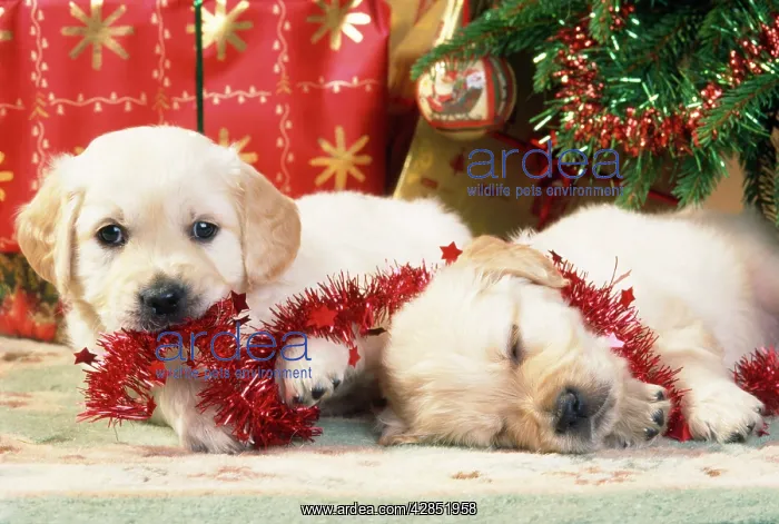 : Dog - Golden Retriever puppies under Chirstmas tree : Dog - Golden Retriever puppies under Chirstmas tree