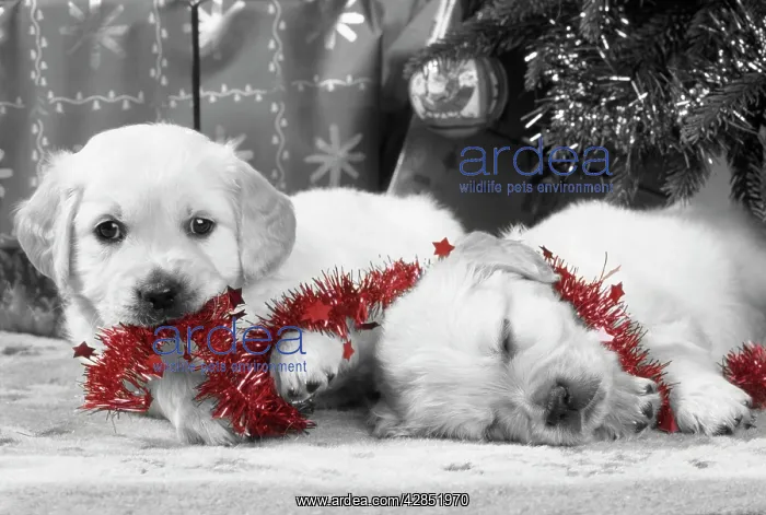 : Dog - Golden Retriever puppies under Christmas tree : Dog - Golden Retriever puppies under Christmas tree