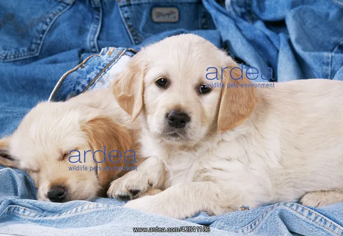 : DOG - two Golden Retriever puppies on denim jeans : DOG - two Golden Retriever puppies on denim jeans