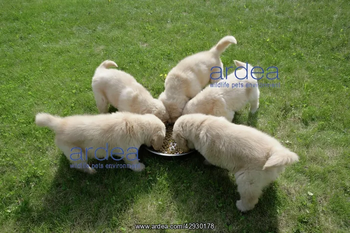 : Dog - Golden Retriever, five puppies feeding together : Dog - Golden Retriever, five puppies feeding together