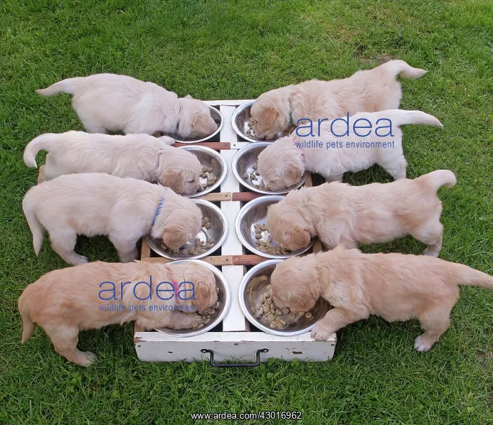  : Dog - Golden Retriever puppies feeding