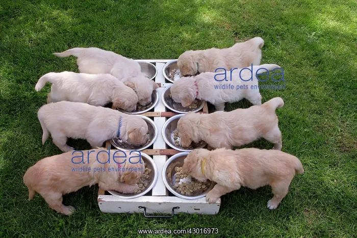  : Dog - Golden Retriever puppies feeding