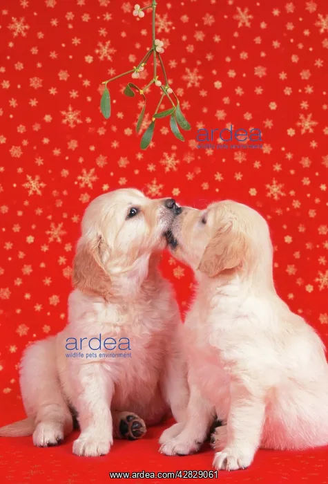: Dog - Golden Retriever puppies kissing under misletoe : Dog - Golden Retriever puppies kissing under misletoe