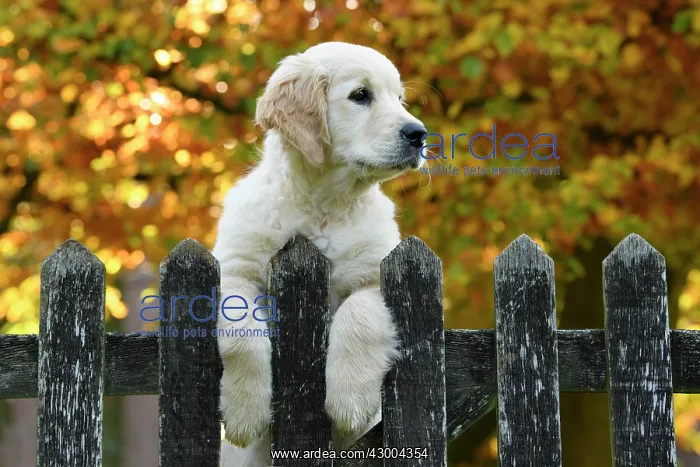 : DOG. Golden Retriever puppy ( 12 weeks old ) looking : DOG. Golden Retriever puppy ( 12 weeks old ) looking