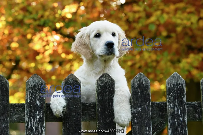 : DOG. Golden Retriever puppy ( 12 weeks old ) looking : DOG. Golden Retriever puppy ( 12 weeks old ) looking
