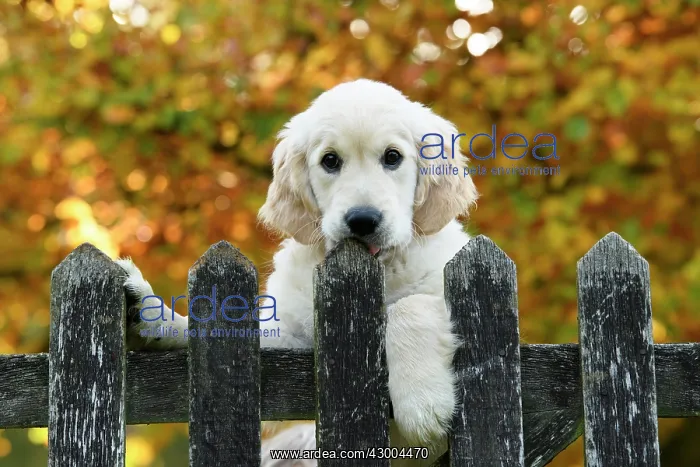 : DOG. Golden Retriever puppy ( 12 weeks old ) looking : DOG. Golden Retriever puppy ( 12 weeks old ) looking