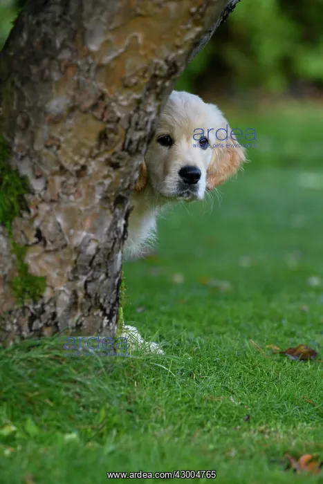 : DOG. Golden Retriever puppy ( 12 weeks old ) looking : DOG. Golden Retriever puppy ( 12 weeks old ) looking