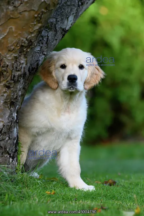 : DOG. Golden Retriever puppy ( 12 weeks old ) looking : DOG. Golden Retriever puppy ( 12 weeks old ) looking