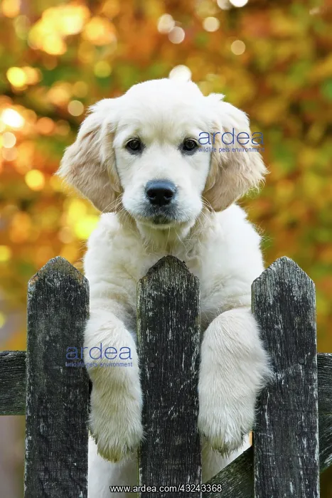: DOG. Golden Retriever puppy ( 12 weeks old ) looking : DOG. Golden Retriever puppy ( 12 weeks old ) looking