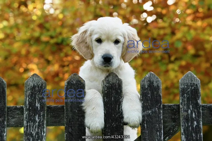 : DOG. Golden Retriever puppy ( 12 weeks old ) looking : DOG. Golden Retriever puppy ( 12 weeks old ) looking