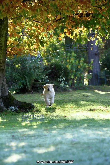 : DOG. Golden Retriever puppy ( 12 weeks old ) running : DOG. Golden Retriever puppy ( 12 weeks old ) running