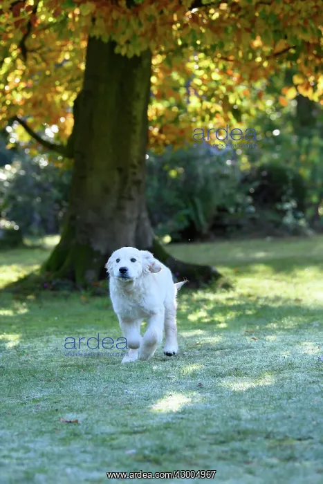 : DOG. Golden Retriever puppy ( 12 weeks old ) running : DOG. Golden Retriever puppy ( 12 weeks old ) running