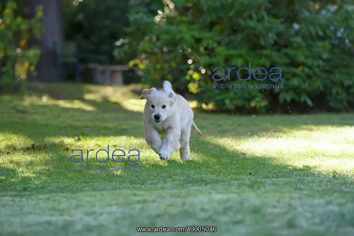 : DOG. Golden Retriever puppy ( 12 weeks old ) running : DOG. Golden Retriever puppy ( 12 weeks old ) running